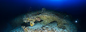 A 97 m de profondeur, au beau milieu de la zone crépusculaire, le bord du 3 ème tombant est parsemé de petites grottes ou cavités. Au dessus, un champ de corail de type antipathaire coiffe le bord du tombant. Mayotte