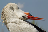 White Stork (Ciconia ciconia), Turkey