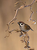 Eurasian Tree Sparrow (Passer montanus), Utrecht, Netherlands