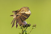 Common Grasshopper Warbler (Locustella naevia), Vorarlberg, Austria