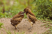 Florida burrowing owls (Athene cunicularia floridana) eating, Boca Raton, Florida, USA