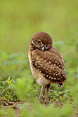 Florida burrowing owls (Athene cunicularia floridana) looking, Boca Raton, Florida, USA