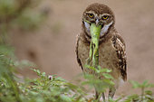 Florida burrowing owls (Athene cunicularia floridana) eating common iguana, Boca Raton, Florida, USA