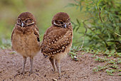 Florida burrowing owls (Athene cunicularia floridana) Chicks sleeping, Boca Raton, Florida, USA