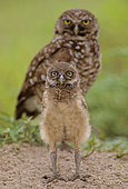 Florida burrowing owls (Athene cunicularia floridana) and chick, Boca Raton, Florida, USA
