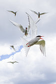 Arctic Terns (Sterna paradisaea) in protection of their nests on the Farnes Islands, England