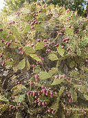 Opuntia ficus-indica