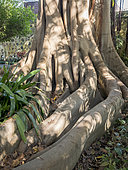 Ficus macrophylla columnaris