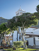 Eucalyptus, Plaza de La Libertad, Iglesia de Santa Ana, Garachico, Tenerife, Islas Canarias, Espagna