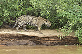 Jaguar (Panthera onca) walking on the riverbank, Pantanal, Brazil