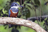 Ringed Kingfisher (Megaceryle torquata) on a branch, Pantanal, Brazil