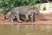 Jaguar (Panthera onca) walking on the riverbank, Pantanal, Brazil