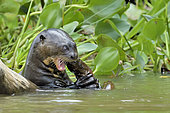Giant otter (Pteronura brasiliensis) eating an eel, Pantanal, Brazil