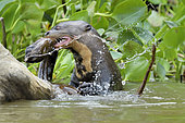 Giant otter (Pteronura brasiliensis) killing an eel, Pantanal, Brazil