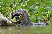 Giant otter (Pteronura brasiliensis) eating an eel, Pantanal, Brazil
