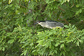 Night Heron (Nycticorax nycticorax) on a branch, Pantanal, Brazil