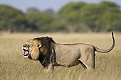 Lion male roaring, Central Kalahari Game Reserve,