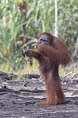 Bornean orangutan (Pongo pygmaeus pygmaeus), Adult female standing near by the Sekonyer river, Tanjung Puting National Park, Borneo, Indonesia