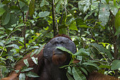 Orang outan de Bornéo (Pongo pygmaeus pygmaeus), mâle adulte dans un arbre, Parc national Tanjung Puting, Kalimantan, Bornéo, Indonésie