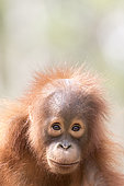 Bornean orangutan (Pongo pygmaeus pygmaeus), Baby, Tanjung Puting National Park, Borneo, Indonesia