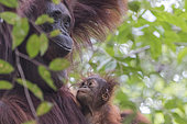 Bornean orangutan (Pongo pygmaeus pygmaeus), Adult female with a baby, Tanjung Puting National Park, Borneo, Indonesia