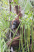 Bornean orangutan (Pongo pygmaeus pygmaeus), near the water, Tanjung Puting National Park, Borneo, Indonesia