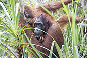 Bornean orangutan (Pongo pygmaeus pygmaeus), near the water, Tanjung Puting National Park, Borneo, Indonesia