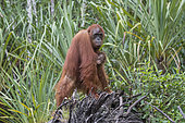 Bornean orangutan (Pongo pygmaeus pygmaeus), Adult female with a baby near by the water of Sekonyer river, Tanjung Puting National Park, Borneo, Indonesia