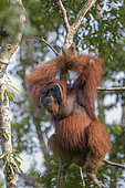 Bornean orangutan (Pongo pygmaeus pygmaeus), adult male in a tree, Tanjung Puting National Park, Borneo, Indonesia