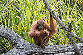 Bornean orangutan (Pongo pygmaeus pygmaeus), Adult female with a baby near by the water of Sekonyer river, Tanjung Puting National Park, Borneo, Indonesia
