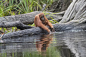 Bornean orangutan (Pongo pygmaeus pygmaeus), Adult female with a baby near by the water of Sekonyer river, Tanjung Puting National Park, Borneo, Indonesia