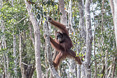 Bornean orangutan (Pongo pygmaeus pygmaeus), adult male alone, Tanjung Puting National Park, Borneo, Indonesia