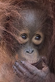 Bornean orangutan (Pongo pygmaeus pygmaeus), Adult female with a baby, detail, Tanjung Puting National Park, Borneo, Indonesia