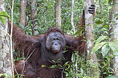 Bornean orangutan (Pongo pygmaeus pygmaeus), adult male, Tanjung Puting National Park, Borneo, Indonesia
