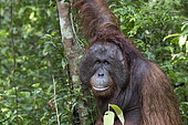 Bornean orangutan (Pongo pygmaeus pygmaeus), adult male, Tanjung Puting National Park, Borneo, Indonesia