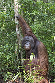 Bornean orangutan (Pongo pygmaeus pygmaeus), adult male, Tanjung Puting National Park, Borneo, Indonesia