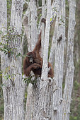 Bornean orangutan (Pongo pygmaeus pygmaeus), Adult female with a baby, in the forest, Tanjung Puting National Park, Borneo, Indonesia