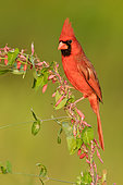 Northern Cardinal (Cardinalis cardinalis) male, Texas, USA