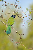 Green Jay (Cyanocorax luxuosus), Texas, USA