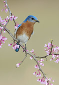 Eastern Bluebird (Sialia sialis), Texas, USA