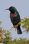 Shining Sunbird (Cinnyris habessinicus) male, Oman