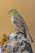 Cinereous Bunting (Emberiza cineracea), Lesvos, Greece