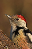Middle Spotted Woodpecker (Dendrocopos medius), Rhineland-Palatinate, Germany