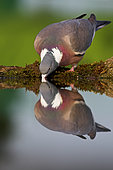 Common Wood Pigeon (Columba palumbus), Rhineland-Palatinate, Germany
