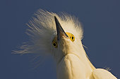 Snowy Egret (Egretta thula), Florida, USA