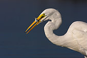 Great Egret (Ardea alba), Florida, USA