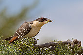 Great Spotted Cuckoo (Clamator glandarius) juvenile, Castile-La Mancha, Spain