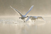 Mute Swan (Cygnus olor) flying, Saxony, Germany