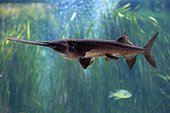 American paddlefish (Polyodon spathula), adult swimming, disturbance, spread Mississippi River, captive