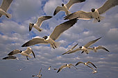 Laughing Gull (Leucophaeus atricilla) in flight, Florida, USA